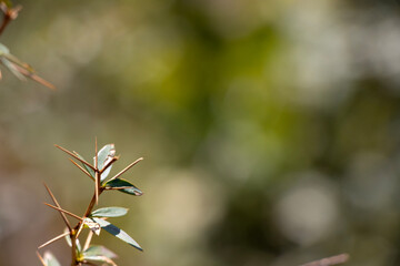 Close-Up Shot of Delicate Leaves with Blurred Background, Ideal for Natural Aesthetic