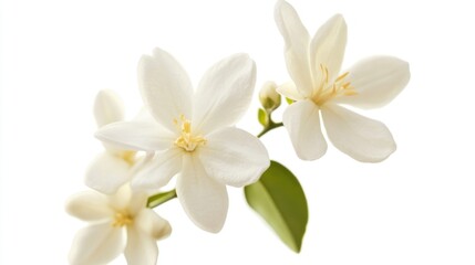 Elegant White Flowers on a Branch
