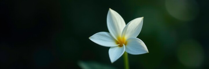 Fototapeta premium Delicate white star leaf flower on a dark background, white star leaf, isolated