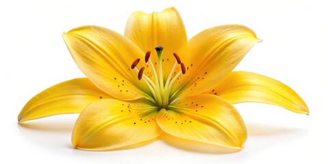 Fototapeta premium Bright yellow lily flower with delicate petals and center detail, isolated on white background , flower