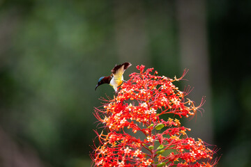 A stunning purple sunbird (Cinnyris asiaticus) perched delicately on a vibrant red pagoda flower,...