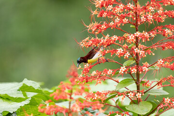 A stunning purple sunbird (Cinnyris asiaticus) perched delicately on a vibrant red pagoda flower,...