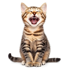 Adorable an American short hair cat sitting on a white background, looking cute and playful with soft fur