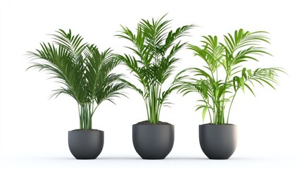 Obraz premium Three potted parlor palms against a white background. These plants bring a touch of the tropics indoors, adding life and vibrancy to any space.