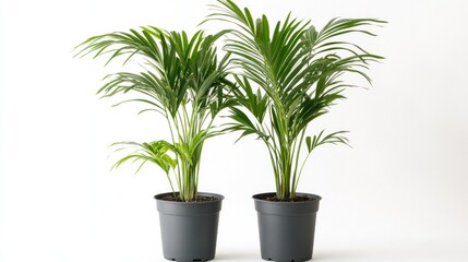 Fototapeta premium Two potted Chamaedorea elegans palm plants, one larger, one smaller, against a white background.