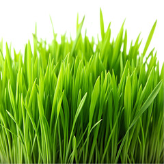 Fototapeta premium Vibrant Green Spring Grass Blades Nature Background lush lawn view 