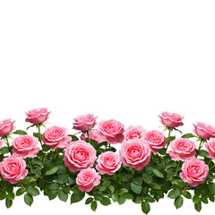 Fototapeta premium Seamless Pattern of Pink Roses With Green Leaves in Romantic Botanical Illustration On Transparent Background 