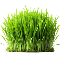 Obraz premium Vibrant Green Spring Grass Blades Nature Shot lush lawn life plant 