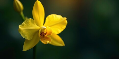 Fototapeta premium Delicate yellow orchid blooms in the darkness, solitary bloom, delicate petals