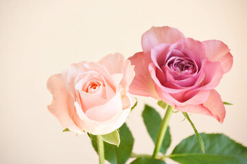 ピンクと紫のばら