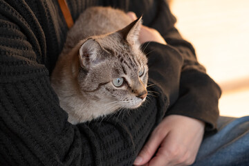 かわいい飼い猫を抱きしめる飼い主　シャムトラ猫