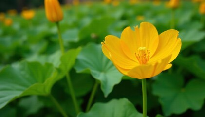 Fototapeta premium Delicate yellow pumpkin flower amidst lush green foliage, garden, autumn