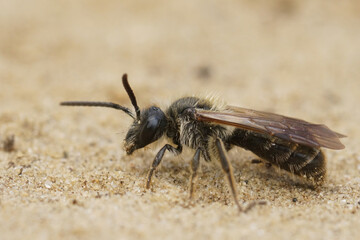 Natural closeup on a hairy female Broad-faced mining bee, Andrena proxima on sandy soil