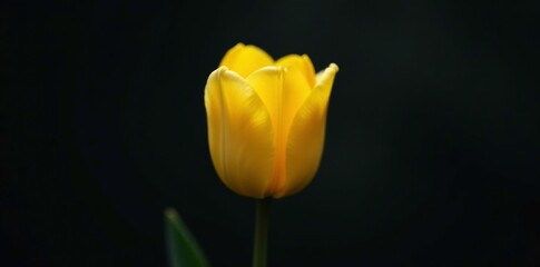 Delicate yellow tulip bud in partial bloom against a dark background, blossom, dark