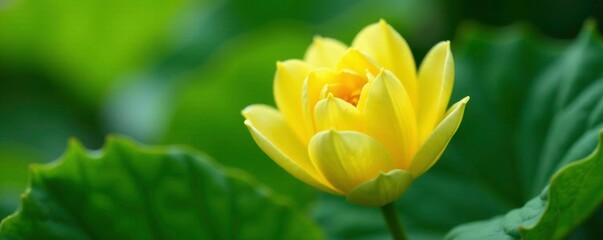 Fototapeta premium Delicate yellow watermelon flower unfolding on a lush green leaf, yellow, botanical
