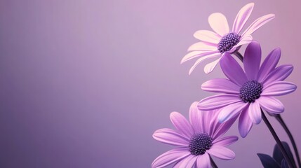 Purple daisies on a purple background, minimalistic design with copy space for text, suitable for a banner. 