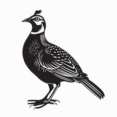Quail Bird image vector. Black And White Illustration Quail Bird image Isolated On Background 