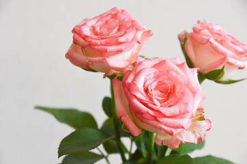 濡れたピンクの薔薇