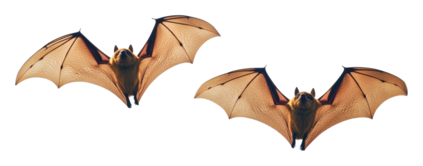 Bats flying at twilight against light, cut out - stock png.