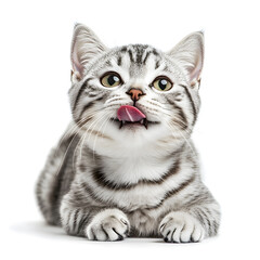 Obraz premium Adorable the American short hair tabby breed licking and happy , sitting on white background