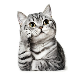 Portrait of a cute Adorable the American short hair tabby breed cat looking isolated on white