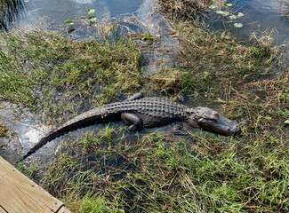 American alligator in Florida wetlands