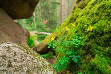 Giant rocks with moss and rocks in the forest
