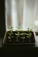Fresh seedlings thrive in sunlight, showcasing growth and vitali