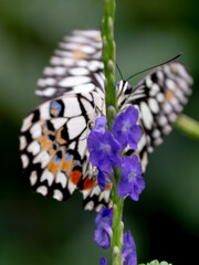 The peeping butterfly