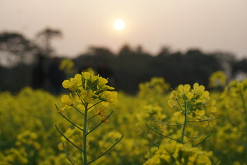 Obraz premium Yellow mustard flowers blooming in a mustard field, Mustard blossoms of oilseed, Green yellow plants of mustard field with s sunset view, oilseed flower blooming