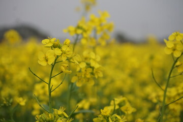 Obraz premium Yellow mustard flowers blooming in a mustard field, Mustard blossoms of oilseed, Green yellow plants of mustard field with s sunset view, oilseed flower blooming