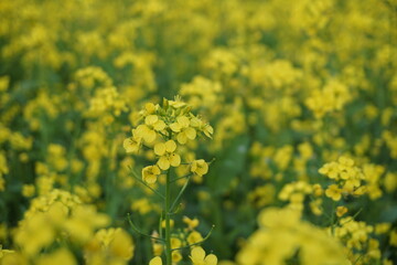 Yellow mustard flowers blooming in a mustard field, Mustard blossoms of oilseed, Green yellow plants of mustard field with s sunset view, oilseed flower blooming