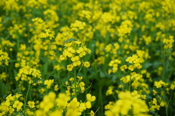 Fototapeta premium Yellow mustard flowers blooming in a mustard field, Mustard blossoms of oilseed, Green yellow plants of mustard field with s sunset view, oilseed flower blooming