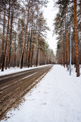 Obraz premium A snowcovered road winds through a serene forest, with tall trees elegantly blanketed in pristine white snow, creating a picturesque winter scene of beauty and tranquility