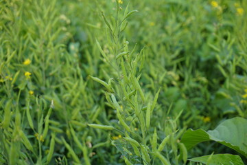 Closeup shot of green mustard seeds blooming on a field, Unripe mustard seeds are riping, A field full of green mustard seeds