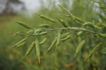 Closeup shot of green mustard seeds blooming on a field, Unripe mustard seeds are riping, A field full of green mustard seeds