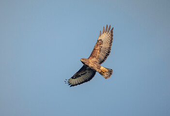 Wild bird