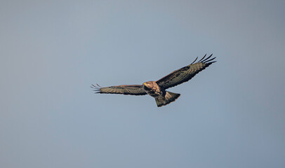 Wild bird