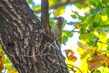 Wild bird