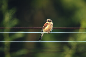 Wild bird