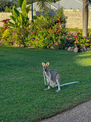 Closeup of Wallaby in front of grass