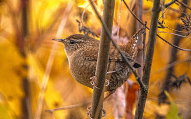 Wild bird