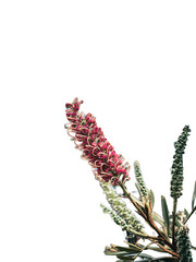 Australian Flowers with a transparent background