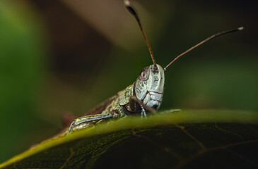 Grasshopper