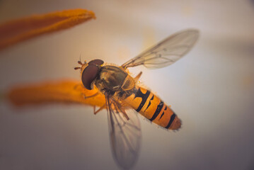 Fly