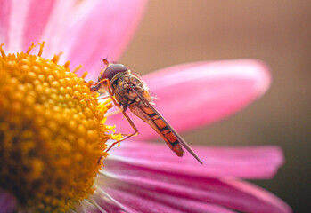 Fly