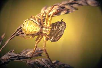 Spider