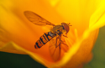 Bee