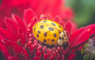 Ladybug © ghostdom