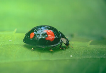 Ladybug